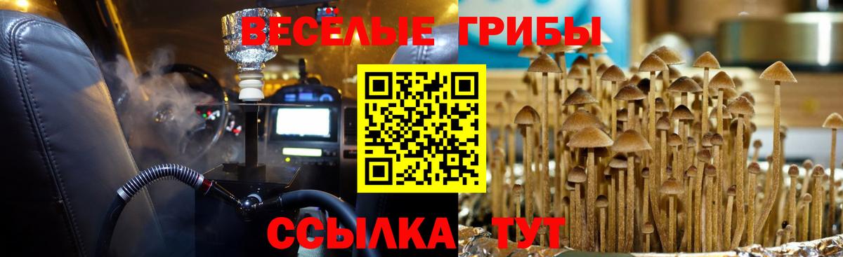 Галлюциногенные грибы GOLDEN TEACHER  Вход с VPN  Клинцы  Галлюциногенные грибы Psilocybine cubensis 